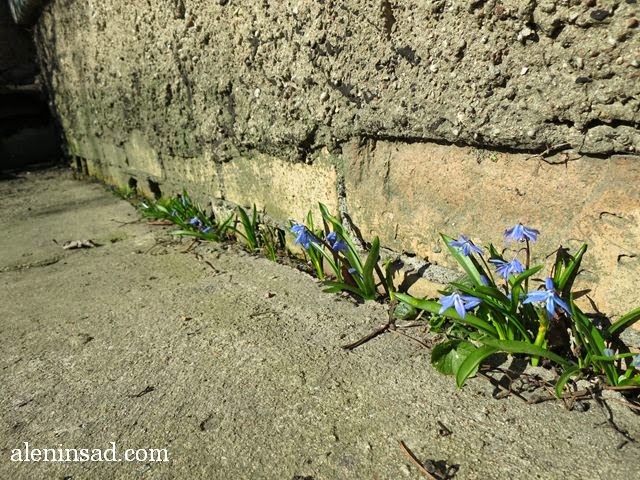 Scilla siberica, сцилла, пролеска, сибирская, цветы пролески, синие цветы, синий цвет у цветов, эфемероиды, луковичные, первые цветы, подснежники
