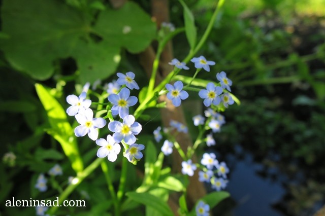незабудка, Myosotis scorpioides, аленин сад, голубые цветы