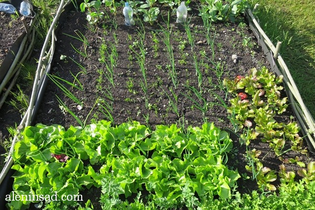 кочанный салат, высокая грядка, лук, морковь, укроп, бобы, смешанные посадки, кукуруза, ноготки, календула, аленин сад