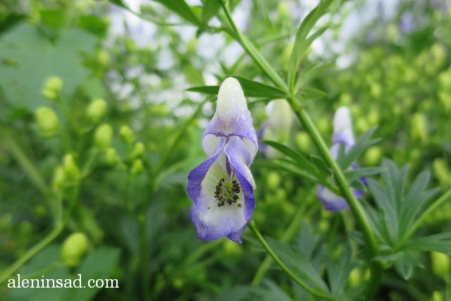 аконит, борец, Aconitum, аленин сад, цветы, июль