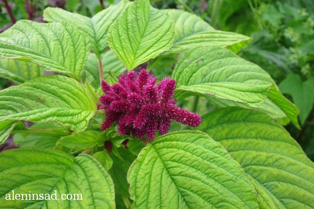 амарант хвостатый, Amaranthus caudatus, аленин сад, цветы, июль