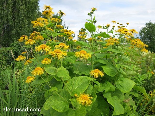 девясил, Inula helenium, аленин сад, цветы, июль