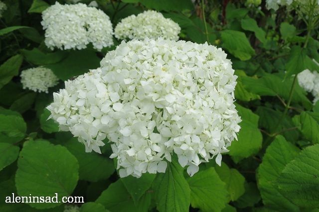 гортензия древовидная, Hydrangea arborescens, аленин сад, цветы, июль