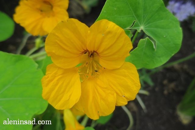 настурция, Tropaeolum majus, аленин сад, цветы, июль