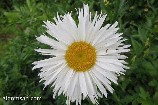 нивяник, Leucanthemum, аленин сад, цветы, июль