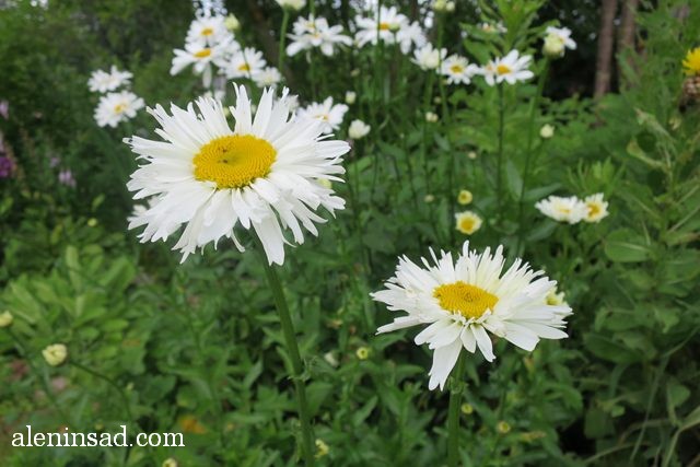 нивяник, Leucanthemum, аленин сад, цветы, июль