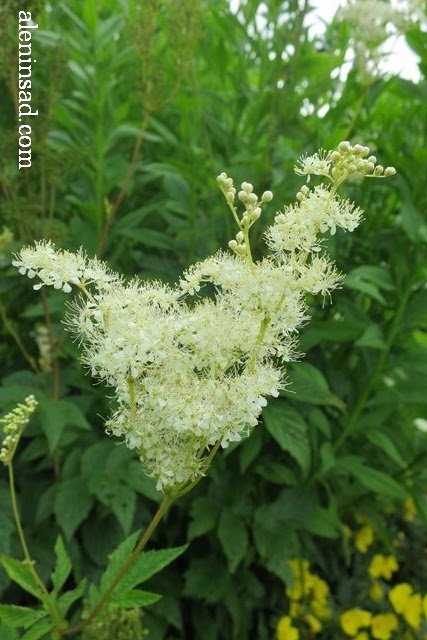 лабазник, вязолистный, таволга, Filipendula ulmaria, аленин сад, цветы, июль