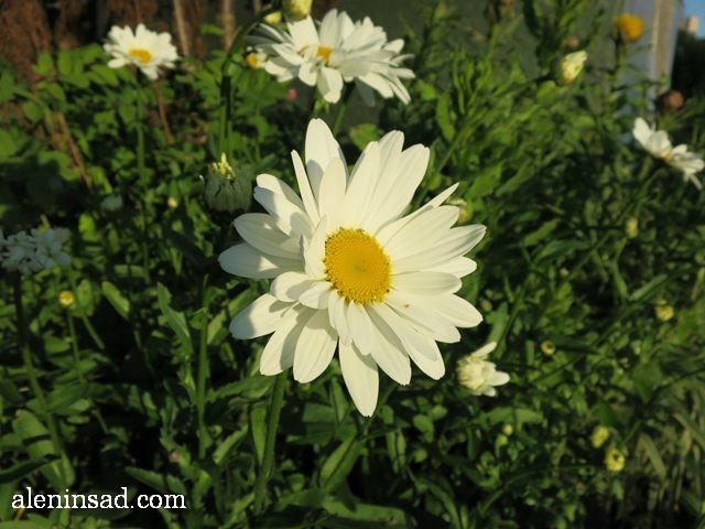 нивяник, Leucanthemum, ромашка, аленин сад, цветы, июль