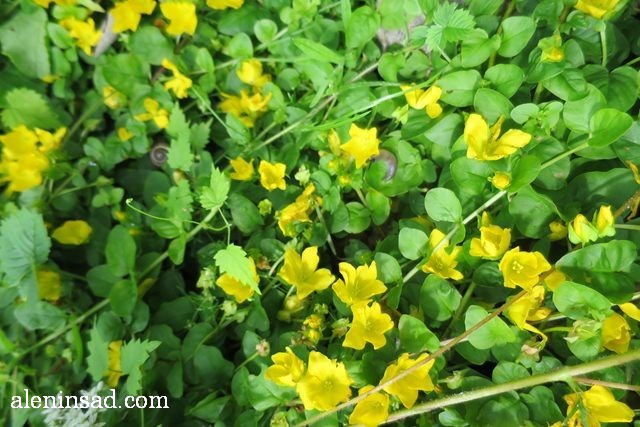 вербейник, монетчатый, Lysimachia nummularia, аленин сад, цветы, июль