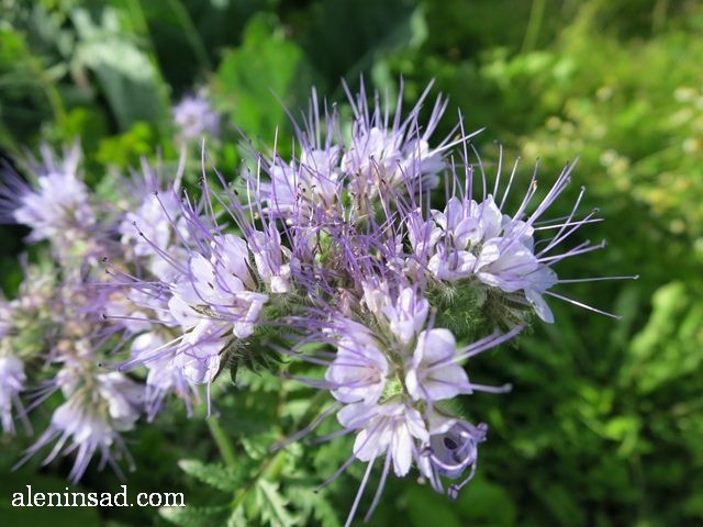 фацелия, Phacelia tanacetifolia, аленин сад, цветы, июль