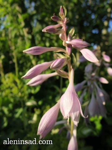 хоста, функия, Hosta, аленин сад, цветы, июль