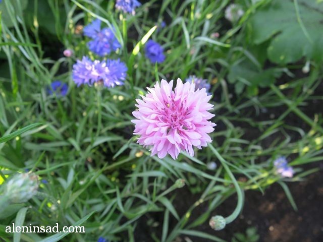 василек, Centaurea, аленин сад, цветы, июль