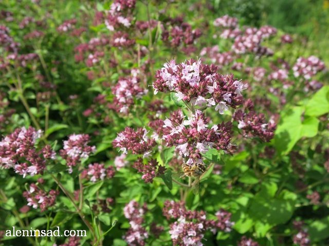 душица, орегано, Origanum vulgare, аленин сад, цветы, июль