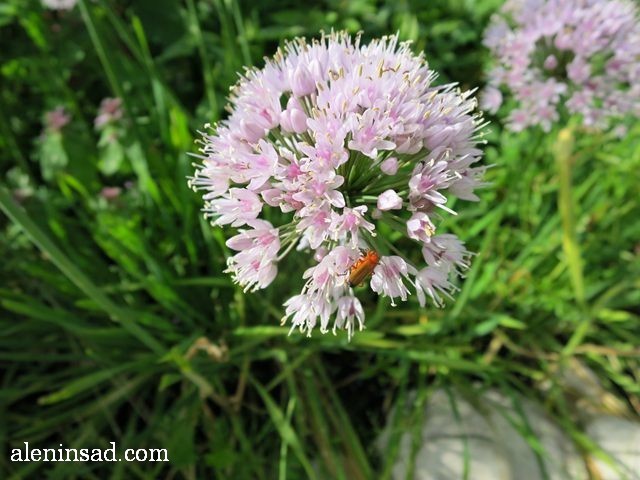 лук-слизун, Allium nutans, аленин сад, цветы, июль