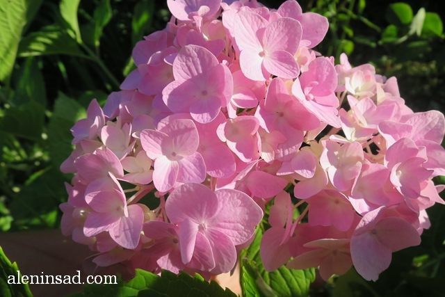 урожай, август, аленин сад, гортензия крупнолистная, Hydrangea macrophylla