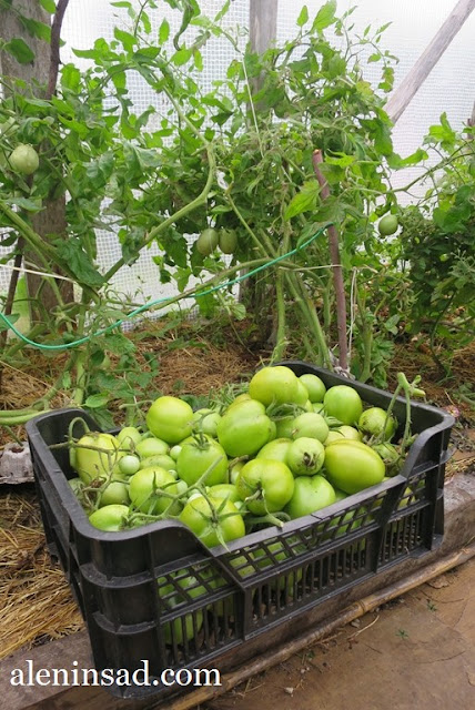 помидоры, томаты, свои, в теплице, без ухода, красные, желтые, зеленые, в корзинке, аленин сад, выращивание