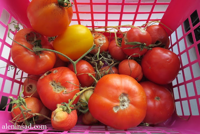 помидоры, томаты, свои, в теплице, без ухода, красные, желтые, зеленые, в корзинке, аленин сад, выращивание
