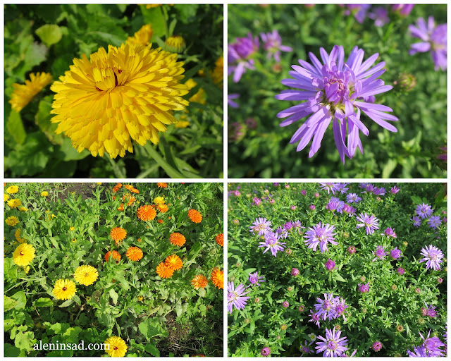 аленин сад, октябрь, календула, ноготки, Calendula officinalis, астра кустарниковая, Symphyotrichum dumosum, в октябре, цветы,